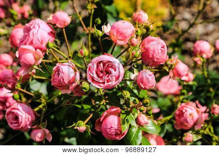Roses (rosacea)