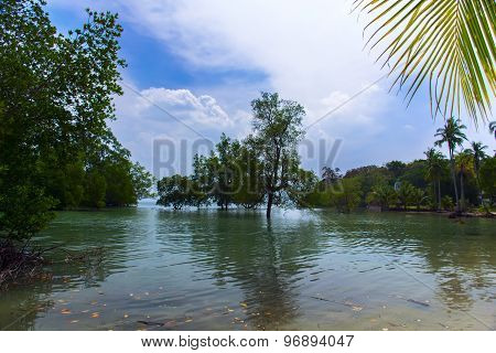 Mangrove Tree.