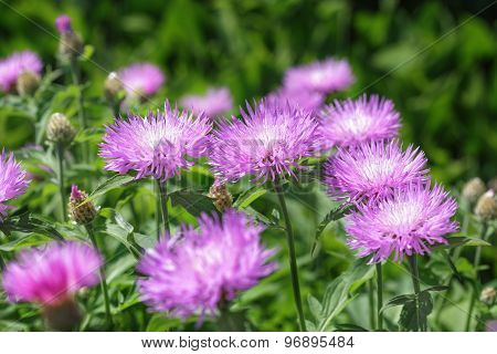 Stokesia Laevis