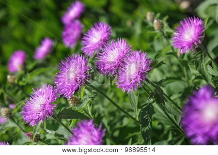 Stokesia Laevis