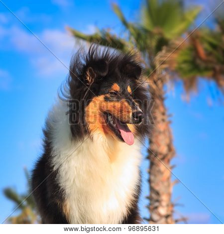 Black Collie Dog On The Sunset.