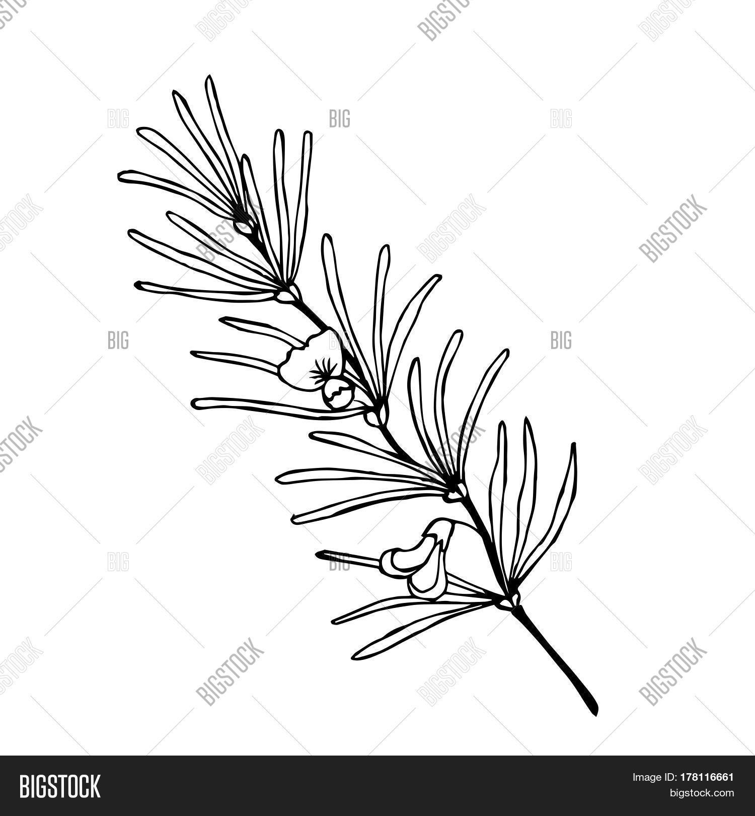Rooibos Tea Plant Vector & Photo (Free Trial) | Bigstock