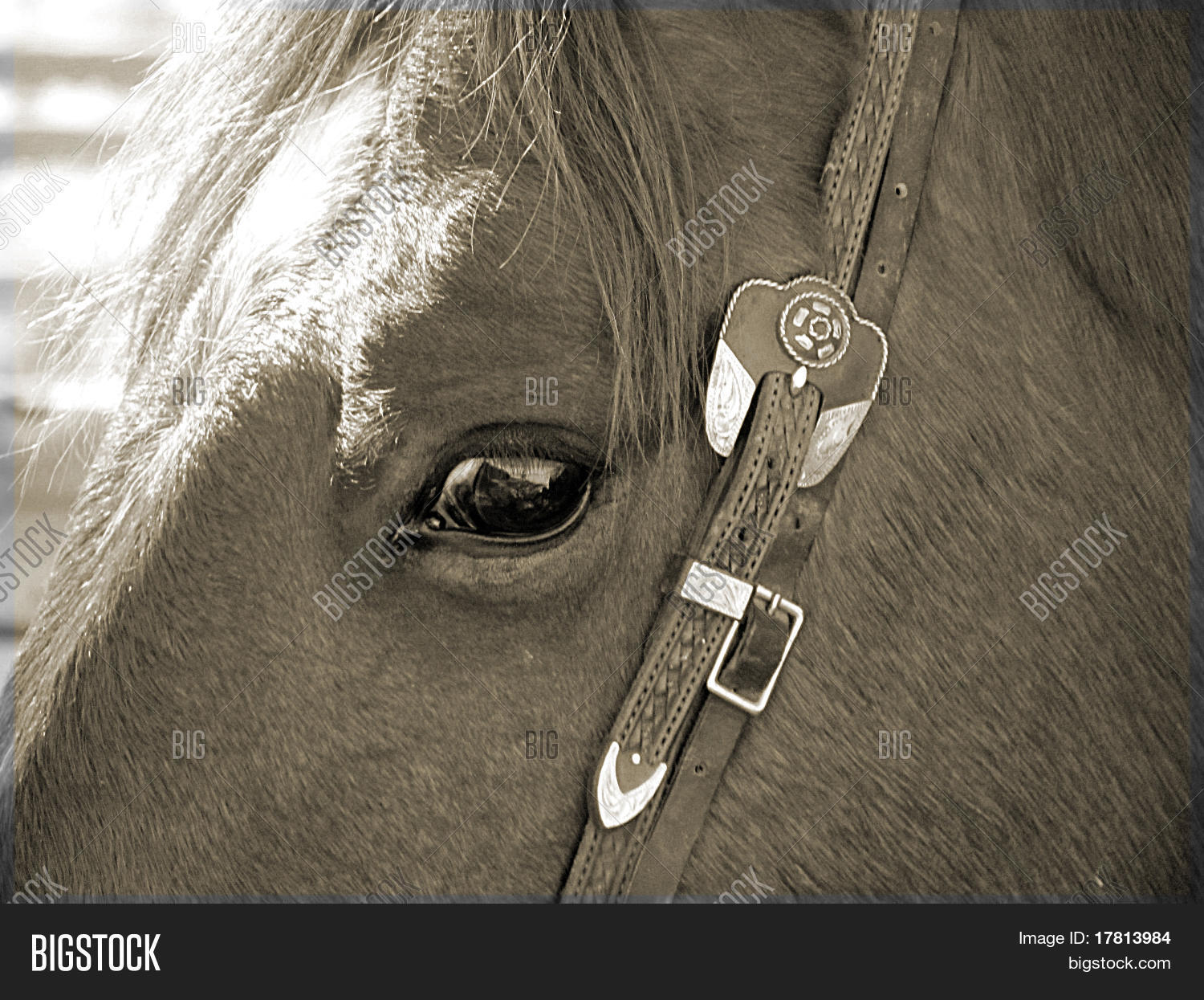 Horses Eye Image & Photo (Free Trial) Bigstock