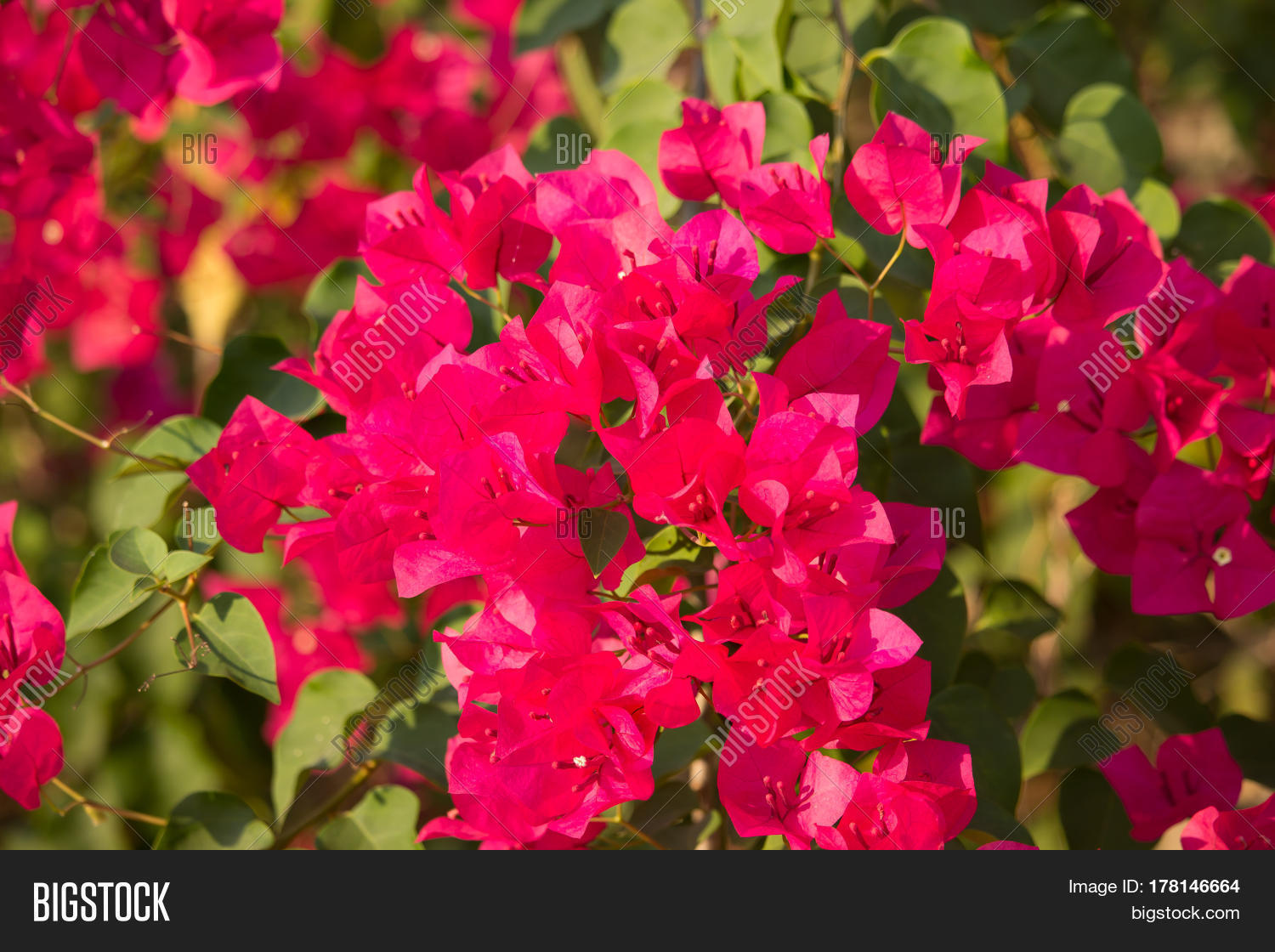 Pink Bougainvillea Image & Photo (Free Trial) | Bigstock