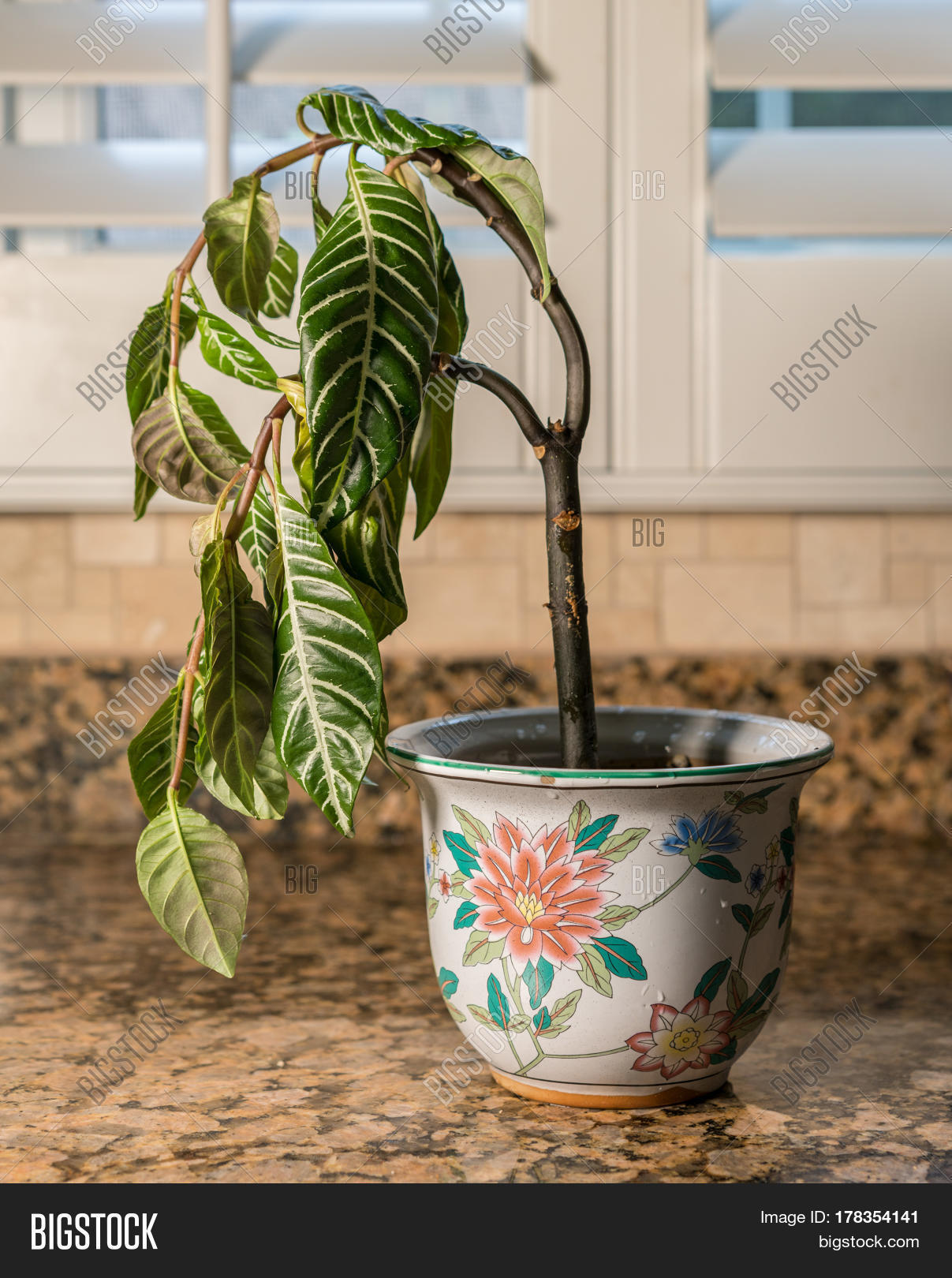 Drooping House Plant Image & Photo (Free Trial) Bigstock