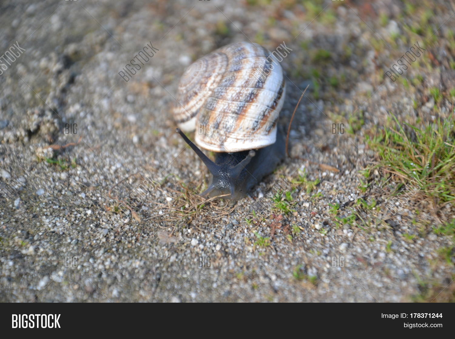 Chocolateband Snails Image & Photo (Free Trial) Bigstock