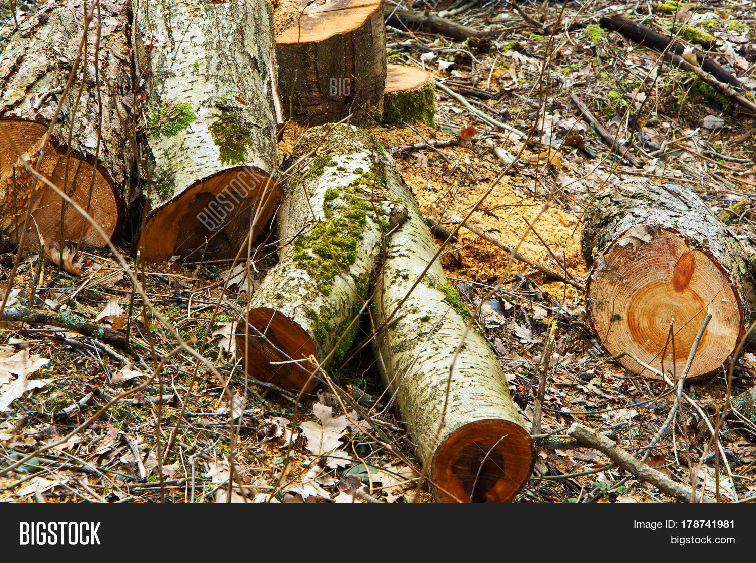 Felled Trees Timber Image & Photo (Free Trial) Bigstock