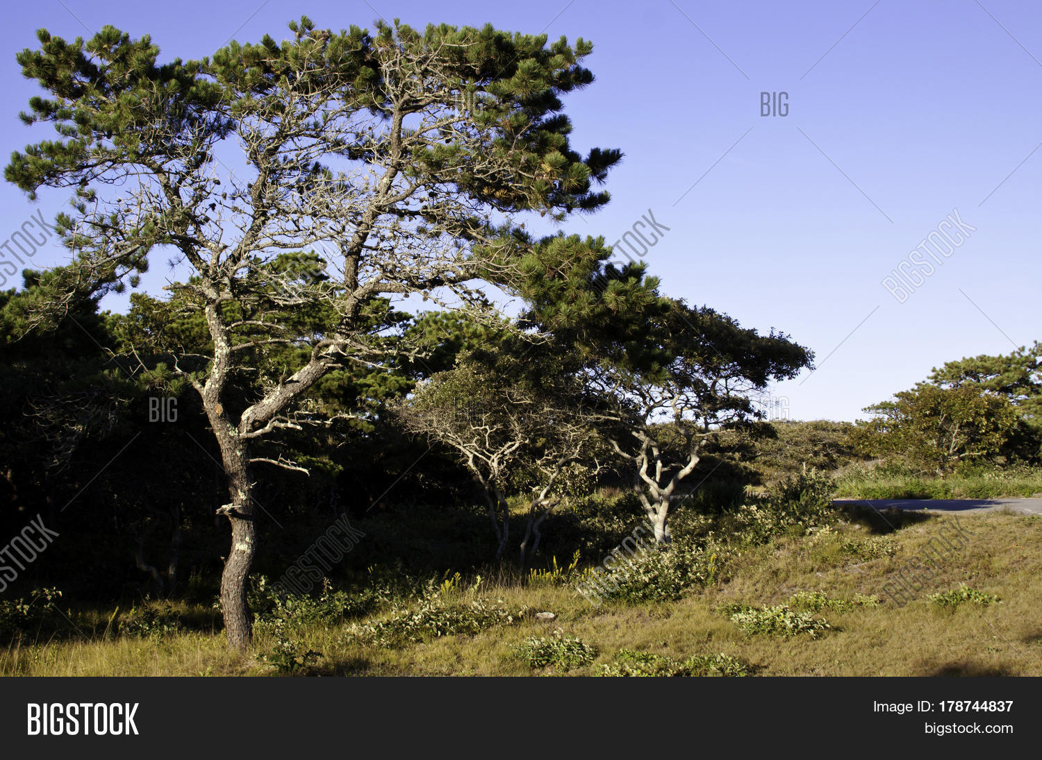 Wide View Pitch Pine Image & Photo (Free Trial) Bigstock