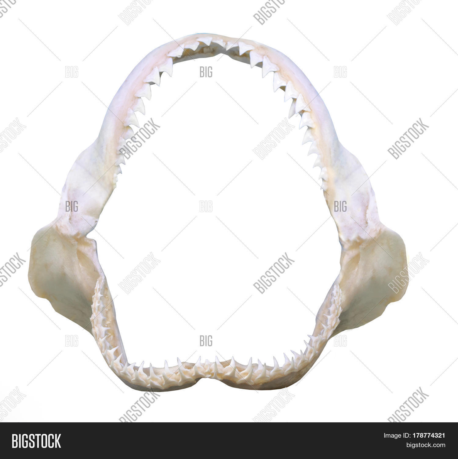 Jaws Bull Shark Image & Photo (Free Trial) Bigstock