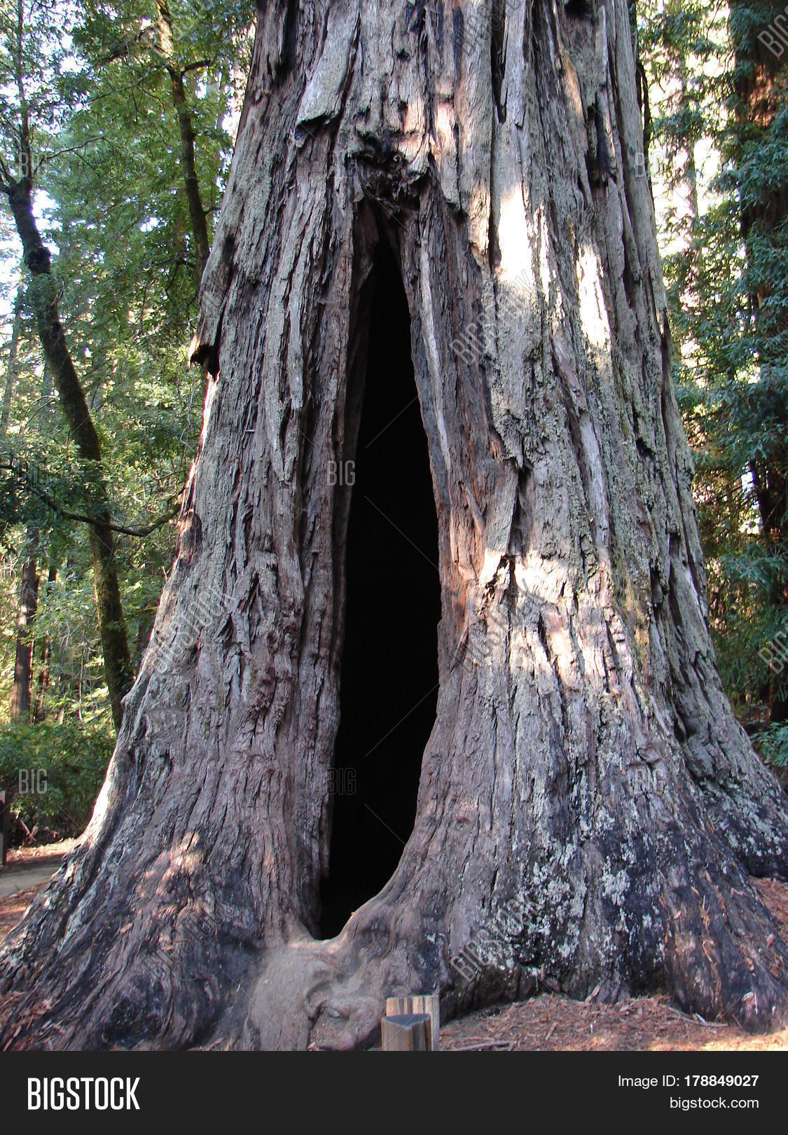 Long Scar Redwood Tree Image & Photo (Free Trial) | Bigstock
