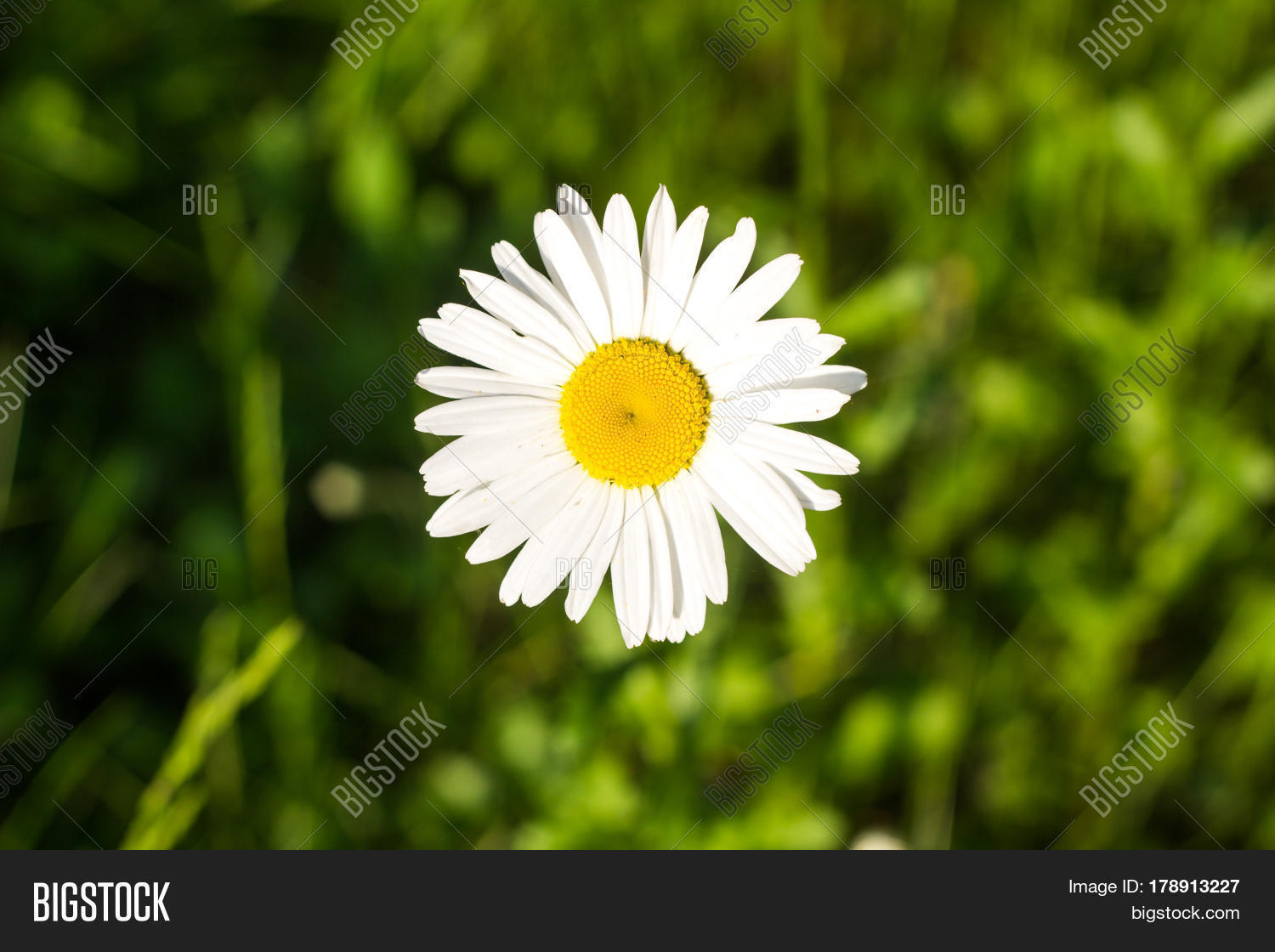 Dog Daisy, Image & Photo (Free Trial) Bigstock
