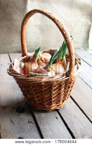 Onions in a basket. Wicker basket full of onions.