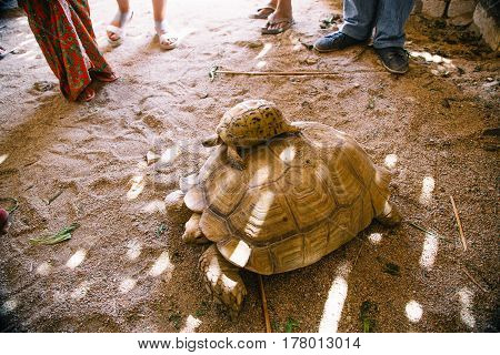 big and small turtle in the garden