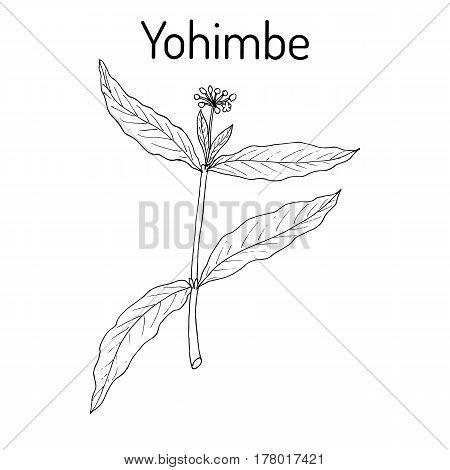 Yohimbe Pausinystalia Johimbe , Medicinal Plant