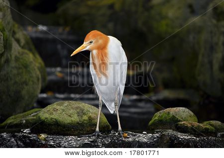 Djupt tänkande Stork.
