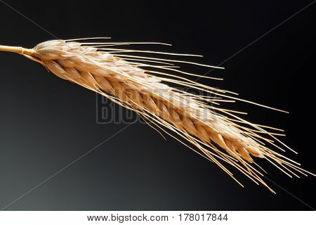 Detail Of Wheat On The Dark Background