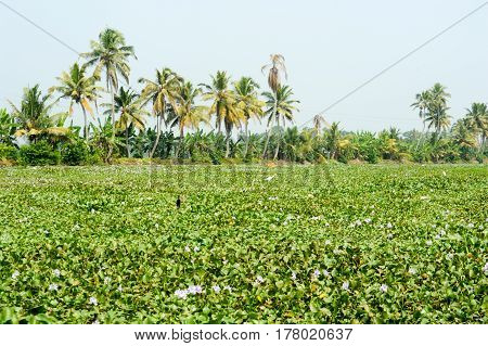 Palm Trees Taken On The Backwaters Of Kerala