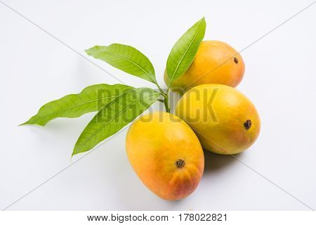 King of fruits; Alphonso yellow Mango fruit duo with stems and green leaf isolated on white background, a product of Konkan from Maharashtra - India