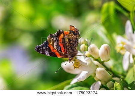 Butterfly drinks nectar from an orange tree flower. Macro