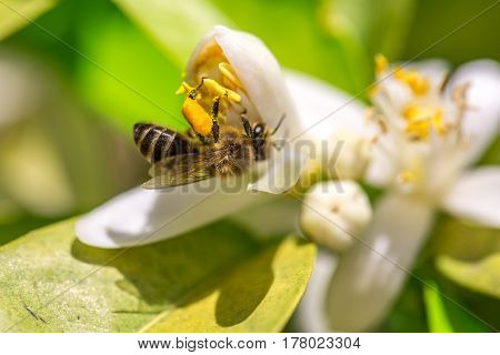 Bee on an orange tree flower. White flowers on the brunch of the tree. Macro