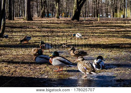 St. Petersburg-03.24.2017: ducks feeding in thawed patches after melted snow in a pine forest