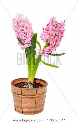 Pink Hyacinthus Orientalis Flowers In A Brown Vintage Flowerpot, Garden Hyacinth Isolated On White B