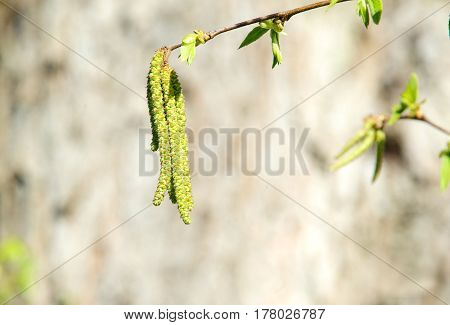 Ostrya carpinifolia buds on a spring time