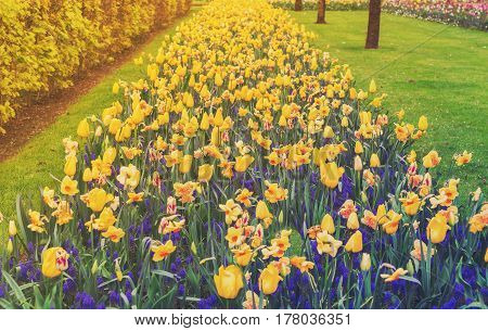 Rows of daffodils, bluebells and tulips flowerbed at spring day, retro toned