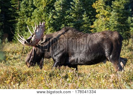 The Shiras moose in Colorado is the smallest of the moose species in North America.
