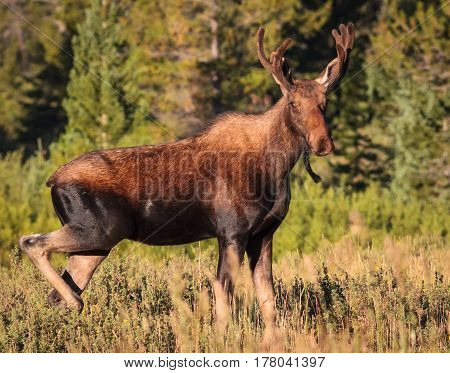 The Shiras moose in Colorado is the smallest of the moose species in North America.