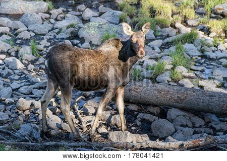 The Shiras moose in Colorado is the smallest of the moose species in North America.