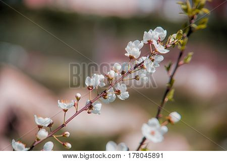 white cherry tree blossom flower - selective close-up macro focus