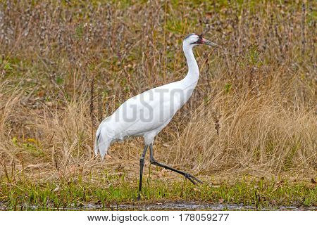 Whooping Crane by a Wetland Pond at the International Crane Foundation near Baraboo Wisconsin