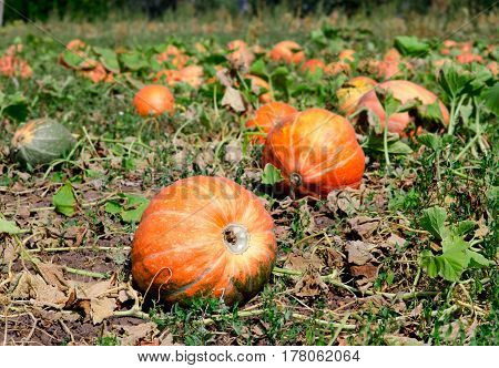 Pumpkins On A Field Under A Great Cloudscape.