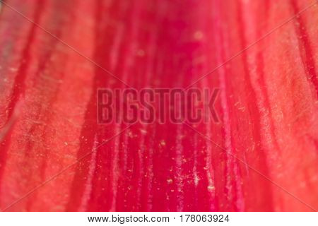 Macro Of Red Rainbow Chard Stem