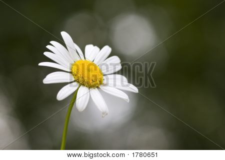 Ox-Eye Daisy