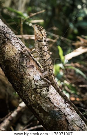 The Portrait of lizard from Thailand Asia