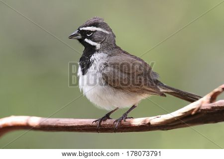 Black-throated Sparrow (Amphispiza bilineata) on a branch