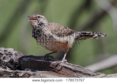 Cactus Wren (Campylorhynchus brunneicapillus) singing in the Arizona Desert