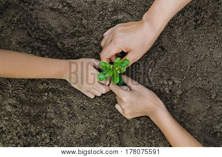 Growing concept eco Group hand children planting together on soil backgroud