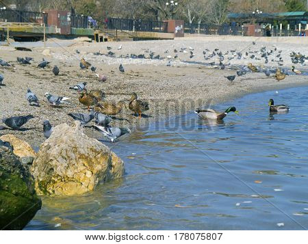 The beautiful ducks seagulls pigeons on the sea