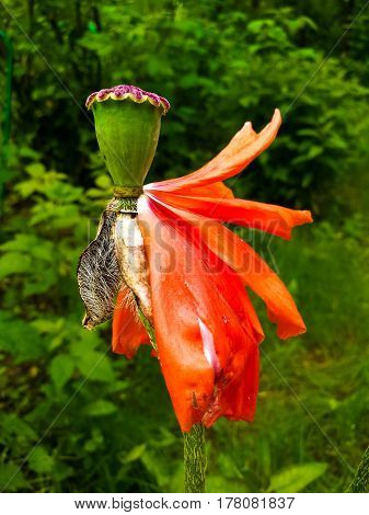 Orange Flower with Falling Petals stock photo