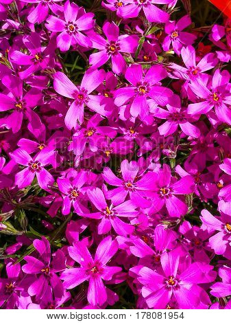 Bright Purple Clematis Flowers in a springtime Stock Photo