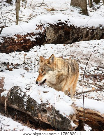 The she-wolf pinches snow from the tumbled-down tree