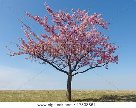 Japan sakura pink cherry blossoms tree and blue sky on spring season.