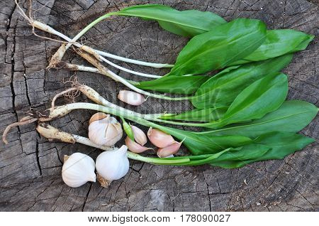 Wild garlic ramson or bear garlic with garlic bulb and garlic cloves on wooden background