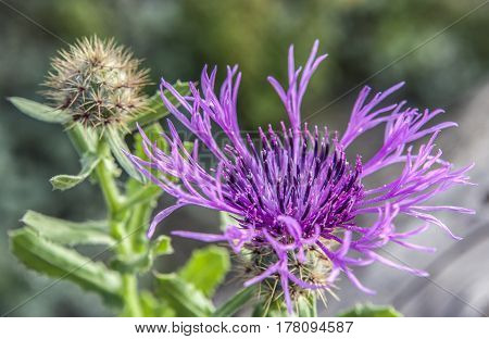 Centaurea sphaerocephala a herbaceous thistle-like flowering plant in Piedras Riverside El Rompido Huelva Spain