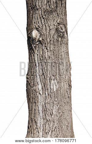 Tree Trunk Isolated On White Background