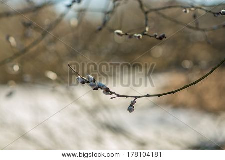 spring tree branch buds, nature, wallpaper, garden, ecology