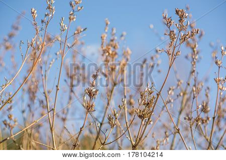 spring tree branch buds, nature, wallpaper, garden, ecology